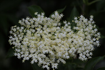 Hollerbusch, Holunder, Blüte, Beeren