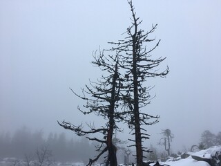 mystic forest 3