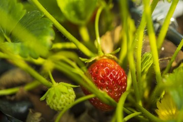 Close up view of strawberries isolated. Beautiful nature background.