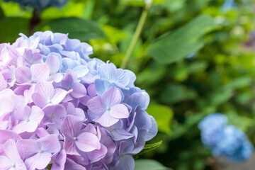 紫陽花　普光寺　大分県豊後大野市　Hydrangea Hukoji Temple Ooita-ken Bungoono city