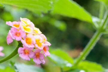 ランタナの花　マクロ　Lantana macro