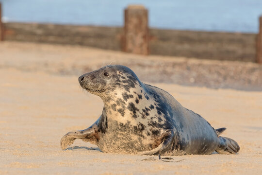 Atlantic Grey Seal - adult female
