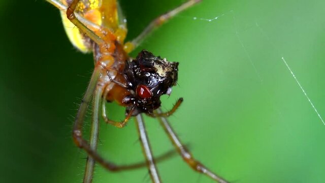 Shadow Stretch-spider, long-jawed orb weaver eats prey on a web. His Latin name is Tetragnatha montana.