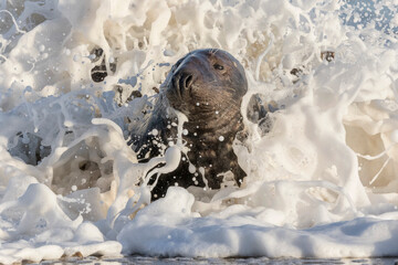 Atlantic Grey Seal adult bull in surf