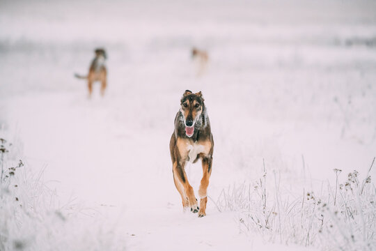 Hunting Sighthound Hortaya Borzaya Dog During Hare-hunting At Winter Day In Snowy Field