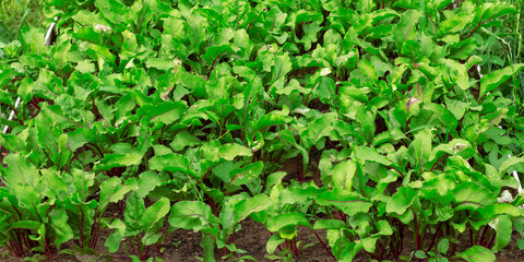 Fresh green beetroot leaves. Texture beetroot leaves growing on a garden bed. Beetroot foliage field.