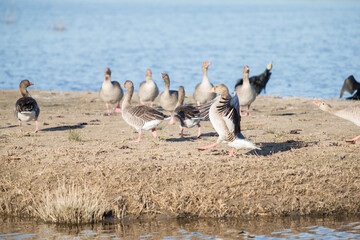 Group of greylag gooses on the ground.