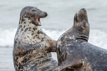 Naklejka premium Atlantic Grey Seal courting pair play fighting