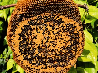 Bees perched on the nest The honeycomb that makes the nest on the natural branches