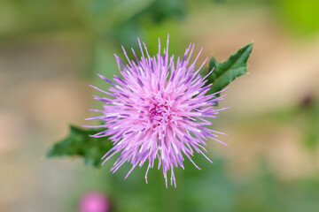 アザミの花（薊）マクロ　 Thistle macro
