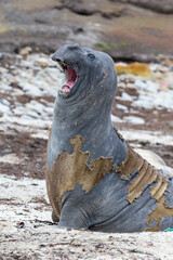 Southern Elephant Seal aggressive posture