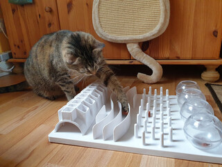 Katze beim spielen mit einem Fun Board Activity