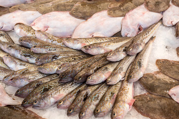 Trachinidae on the fish market stalls