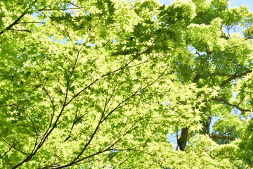 Sun shining through beautiful green tree`s foliage