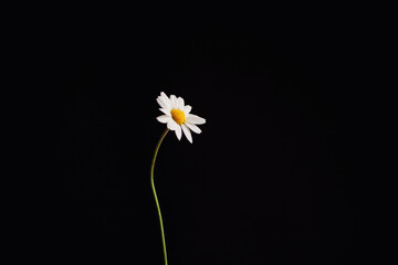white daisy flower against black background 