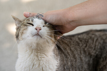 Gato siendo acariciado por una mano tatuada