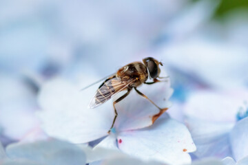 ハナバチと紫陽花　
Bee and Hydrangea