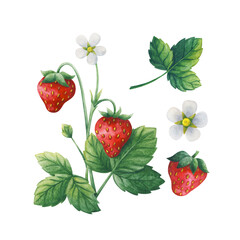 The garden strawberry. Set of plants: ripe berry, flower, Bush, leaves. Watercolor illustration isolated on a white background. Universal stock clipart for seasonal design