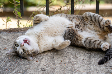 Obraz premium Gato callejero gris y blanco tumbado descansando a la sombra