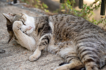 Gato callejero se frota