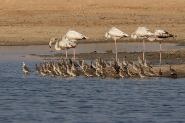 A group of greater flamingos standing with their necks twisted on the banks of a lake with smaller...
