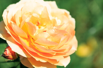 Tender roses. Background of blooming roses flowers. Sunny natural light. Rose garden