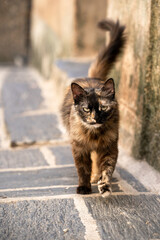 Gato negro y marr√≥n callejero pasea por un pueblo