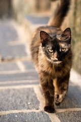 Gato negro y marr√≥n callejero pasea por un pueblo