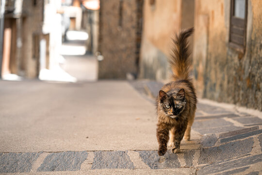 Gato negro y marr√≥n callejero pasea por un pueblo