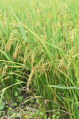 Rice field on rice paddy green color lush growing is a agriculture
