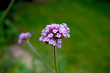 purple flower in the garden