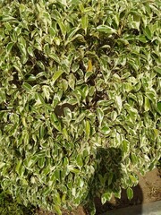 green plant in a pot