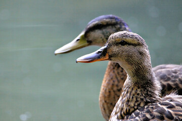 Profiles