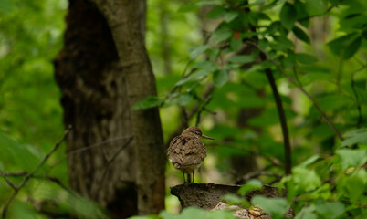 Angry bird