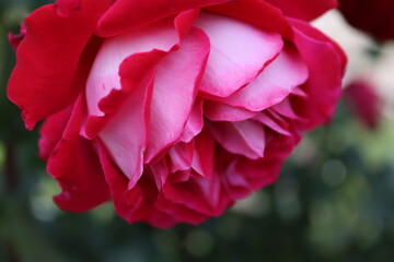 pink rose 
