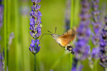 Hummingbird hawk-moth (Macroglossum stellatarum) and Misumena vatia on Lavender (Lavandula)