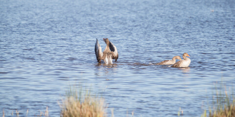 Three greylag goose in the water.