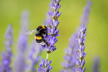 Bumblebee (Bombus) on Lavender (Lavandula)