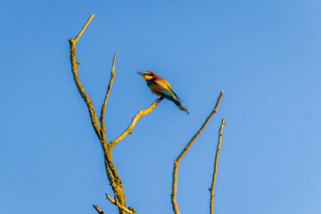 European bee-eater (Merops apiaster)