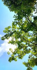 green leaves against blue sky