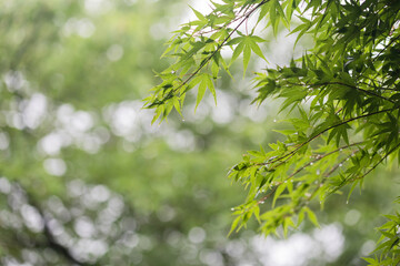 雨に濡れた木の葉　梅雨イメージ