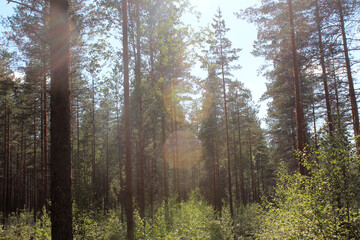 Forest landscape.