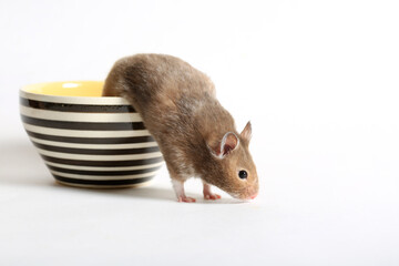 Cute hamster crawls out of a cup on a white background