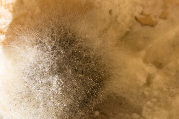 Mold on semolina porridge close-up. Fungus, dairy products. Micelli.