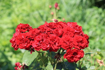 bright beautiful rose in a botanical garden