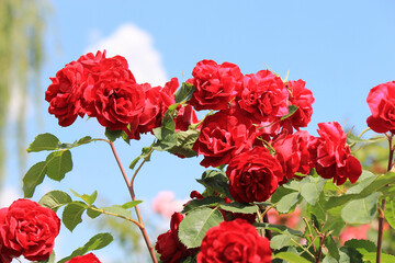 bright beautiful rose in a botanical garden
