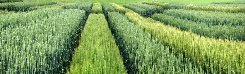 Panoramic view of demo plots sectors of cereals with new varieties in agriculture, view above