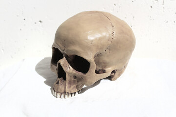Realistic human prop skull