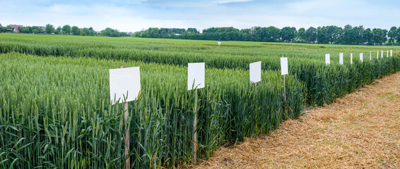 pointers on demo plots of cereals , varieties of winter wheat