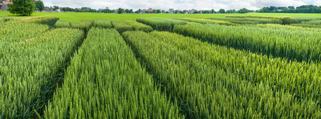 demonstration sectors of plot grain crops, new varieties in agriculture, top view